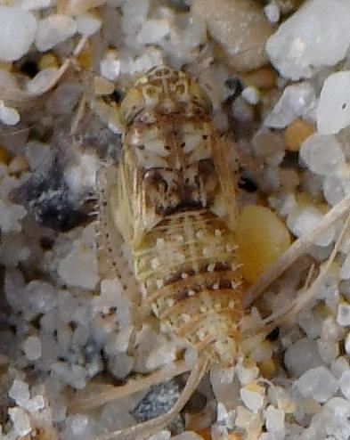 Euscelidius variegatus
